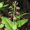 Large Twayblade
