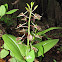 Large Twayblade