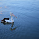 Pelican