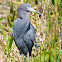 Little Blue Heron