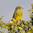 Greenfinch; Verderón