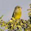 Greenfinch; Verderón