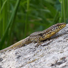 Common wall lizard