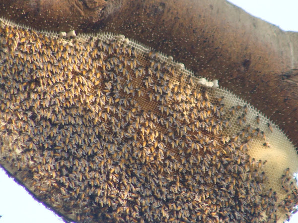 honey bee nest | Project Noah