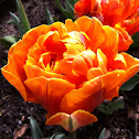 Tulip
