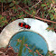 Velvet Ant