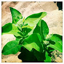 Common Milkweed