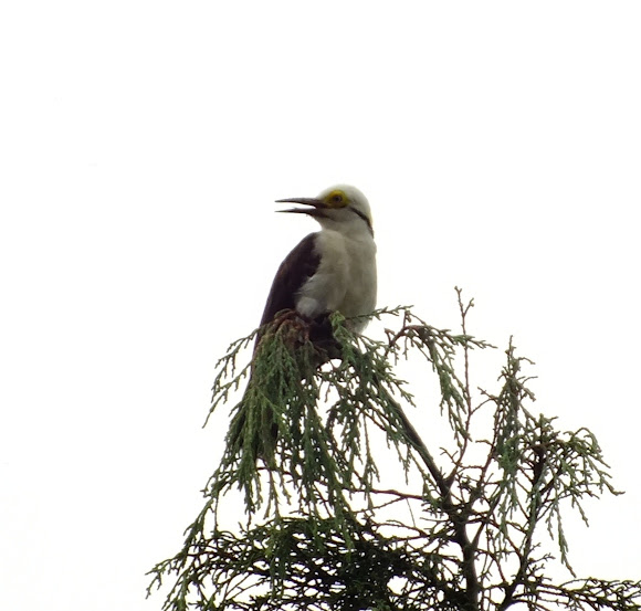 Spotting Image 1