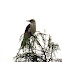 White Woodpecker;Pica-pau-branco(Brazil)