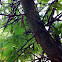 Honey locust