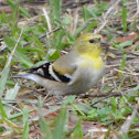 American Goldfinch