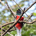 Blue-crowned Trogon