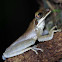 Flat-headed Bromeliad Treefrog