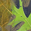 Pollywogs or Tadpoles