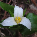 Pacific Trillium