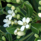 Japanese Mock Orange