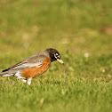 American robin
