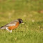 American robin