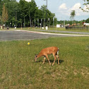 White-tailed Deer