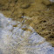 water strider