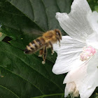 Honey bee