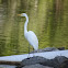 Great Egret