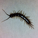 Centipede