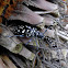 Asian Long-horned Beetle