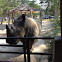 Rhinoceros