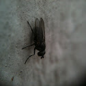Fly