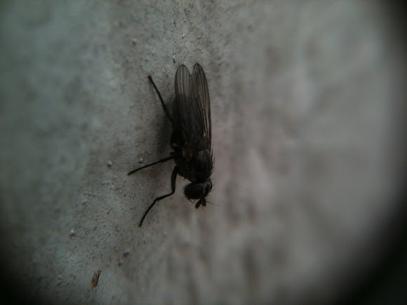 Spotting Image 1