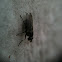 Fly