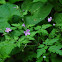 Herb-Robert