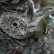 Common Lancehead