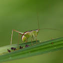 grasshopper