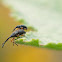 Weevils (mating)