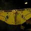 Monkey moth