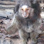 Black Tufted Marmoset