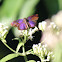 Glorious Blue-Skipper