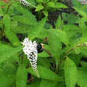 Bumble bee