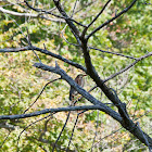 Green Heron