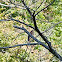 Green Heron