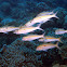 Yellowstripe goatfish