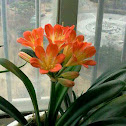 Kaffir Lily