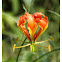 Flame Lily