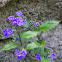 Blue-eyed Mary