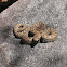 Twin spotted rattlesnake