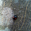 Twice-stabbed ladybeetle