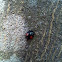Twice-stabbed ladybeetle