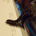 Millipede